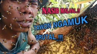 Lebah Ng4muk saat di Panen Madunya!!! Tak Bisa Diremehkan Jenis Tawon ini, Raja Tawon nyeng4t brutaL