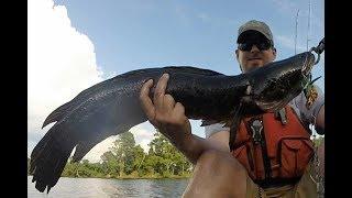 How to Fish For Snakeheads at Blackwater National Wildlife Refuge