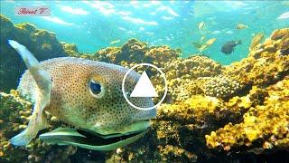  Snorkeling as if you were there on the reef of Makadi Bay  Red Sea 