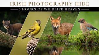 ** 6 Hours of Wildlife Heaven - Irish Photography Wildlife Hide.