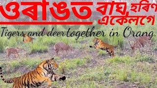 The Bengal tiger (Panthera tigris tigris) is a famous subspecies of tiger.orang national park.