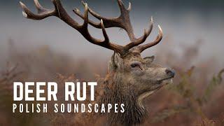 Red deer rut soundscape | Rykowisko Dolina Baryczy ~ 1 hour