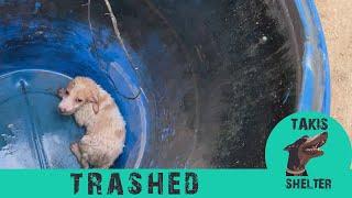 Puppy thrown in a barrel - Alpha - Takis Shelter