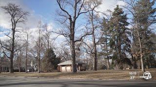 Be a Smart Ash: Denver program will plant trees in front of homes for free