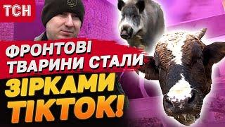 Мартин і Машка підкорили TikTok! Як фронтові тварини збирають сотні тисяч для ЗСУ