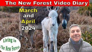 The New Forest Video Diary - March April 2024  #NewForest