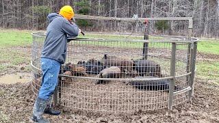 New property. Trapped a large group of wild hogs.