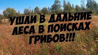 ТАЙФУН УШЁЛ, А ВМЕСТЕ С НИМ И ГРИБЫ((( СУХОЙ ЛЕС. ТИХАЯ ОХОТА В ПОИСКАХ БЕЛЫХ И ПОДОСИНОВИКОВ!