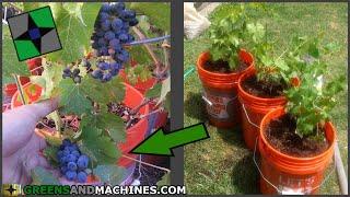 How to Grow Grapes in 5 gallon Buckets | Growing a Container Vineyard