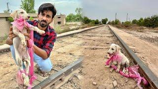 Zalimo Ny Puppy Ko Railway Track Par Bandh Rakha Tha || Puppy Rescued from Railway Track 