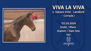 Tomorrow's Champions in Warendorf 2024 | Nr.13 v. Vatson Sitte - Landlord