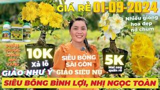 CHỊ NGỌC HÂN Giao Lưu Mai Vàng Giá Rẻ, Siêu Bông Bình Lợi, Giảo Như Ý Nhị Ngọc Toàn • THÀNH TRỌNG LÊ