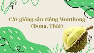 Cây Giống Sầu Riêng Monthong (Dona Thái) Gốc 2 Năm, Cơi 2-3 Đẹp, Tán Dù