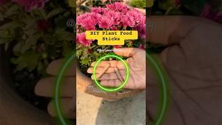 Expert Gardener Shares SECRET Plant Food Sticks for MAXIMUM Growth!