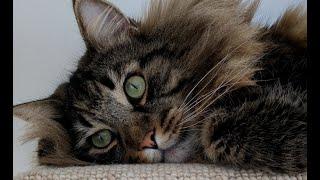 The cutest thing Moss does | Norwegian Forest Cats
