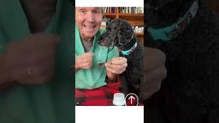 Natural Seizure Treatment For Dogs