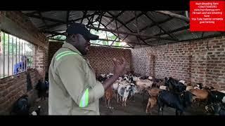 Goat Housing (mistakes farmers do in the Housing of goats )+256773343283