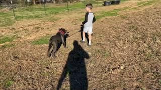 Walking Our Blue Cane Corso Puppy on the leash for the first time