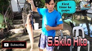 Big Monster  Fish Catch | 5.6kilo | Hito or Catfish | part 2 nong malaya kana | BULAWAN RESTAURANT