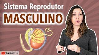 Sistema Reprodutor Masculino | Anatomia etc