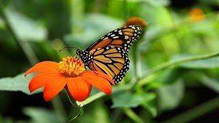 Monarch Butterfly (Danaus plexippus)