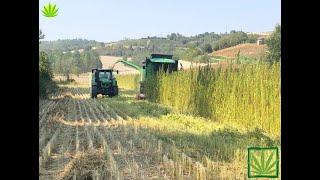 Trebbiatura della Canapa Industriale Italiana in Piemonte