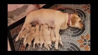 AMR FARM for sale lap puppys cell 9791350440