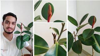 plant care #31 | Boost the growth of rubber plants | biosphereflora