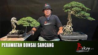 PERAWATAN BONSAI SANCANG