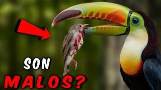 LOS TUCANES SON MALOS️ ¿héroes o villanos de la selva?