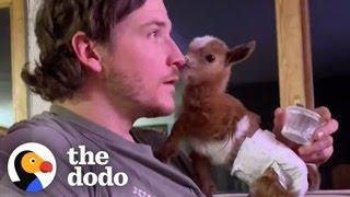 Tiny Baby Goat Snuggles On Sofa With Her Dog Siblings | The Dodo