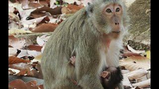 This Blacky Monkey- Her Baby Sitting on  Leaf of Tree