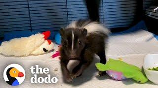 Baby Skunk Does The Cutest Stomps | The Dodo Little But Fierce