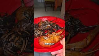 ENAKKMAKAN LOBSTER PENGHUNI EMPANG‼️ #shorts