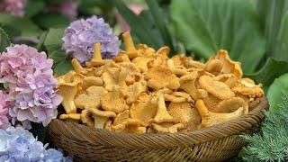 Как вкусно приготовить грибы ЛИСИЧКИ