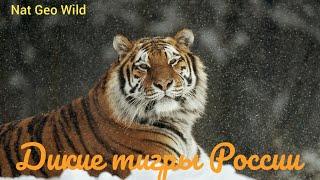 Nat Geo Wild.Дикие тигры России.