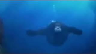 Monkey swimming underwater