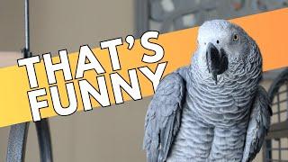 Our African Grey Reacts to Bird Jokes
