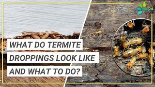 What are Termite Droppings? | What Do Termite Droppings Look Like?