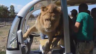 Lion Gets Way Too Close to Tourists on Safari