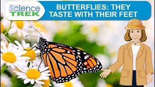 Butterflies: They Taste With Their Feet | Science Trek