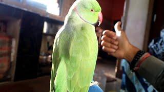 Super Cute And Clear Voice Of Parrot Like Humans ️️