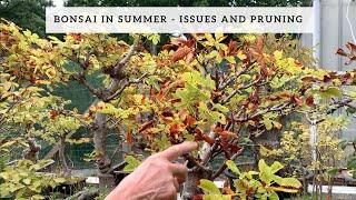 Bonsai in Summer - Issues & Pruning