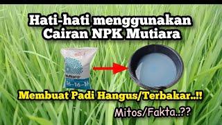 Hati-hati penggunaan cairan NPK ini, membuat tanaman padi hangus terbakar..!! Apakah benar ??