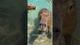 Capybara   The Friendliest Creature on Earth!