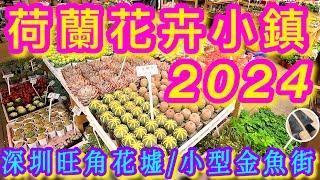 【深圳花墟荷蘭花卉小鎮金魚街】假日舒適遊花墟🪻抵買鮮花/寵物/美食盡在周邊快靚正一天遊