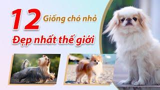 12 giống chó nhỏ dễ thương và đáng yêu nhất thế giới có thể bạn đã biết.