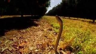 black mamba(Dendroaspis polylepis)