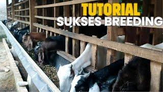 AQU: TUTORIAL PEMULA TERNAK ATAU PILIH NGEBOK KAMBING JANTAN