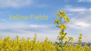 Yellow Fields - a timelapse film from Denmark